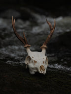 SMALL SIX POINT SIKA SKULL