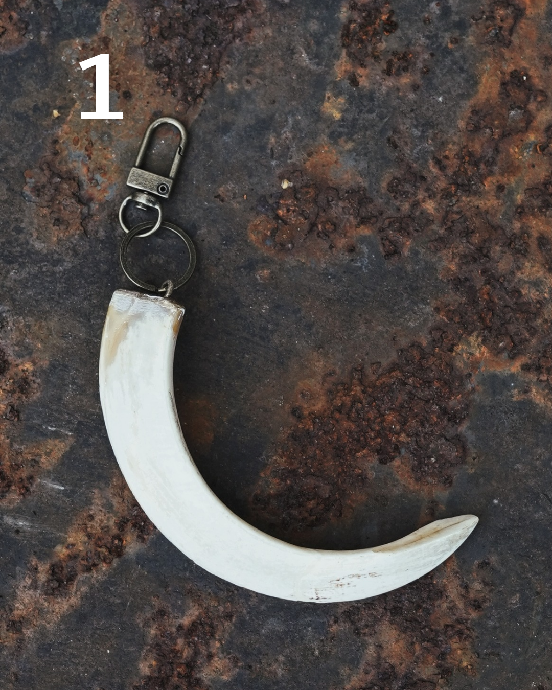 Wild Boar Tusk Keyrings