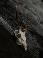 SMALL SIX POINT SIKA SKULL