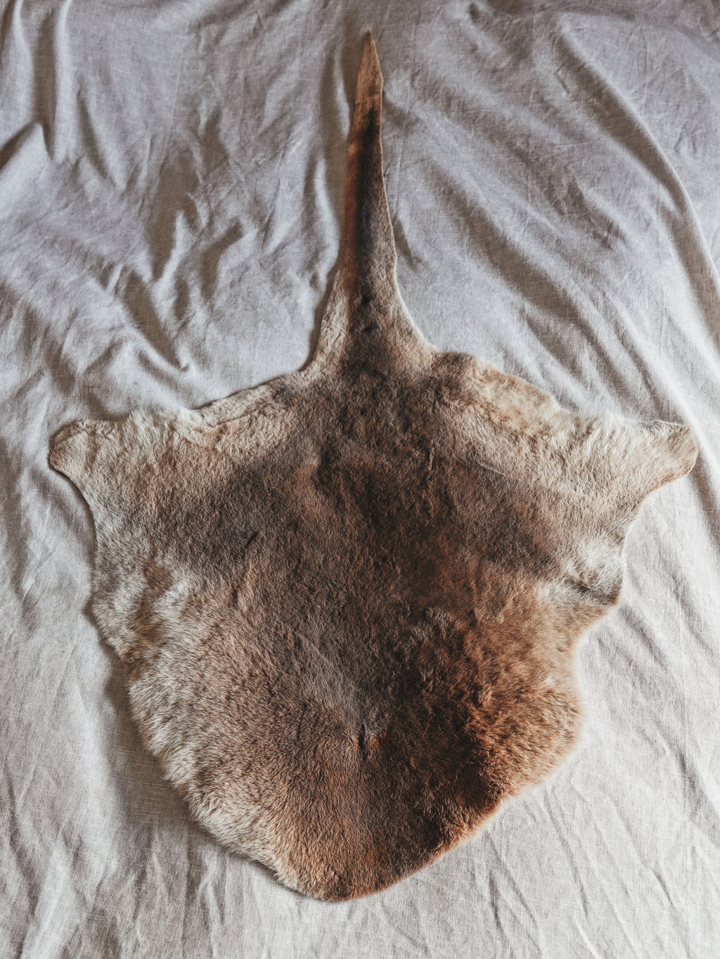 KANGAROO PELT