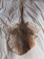 KANGAROO PELT