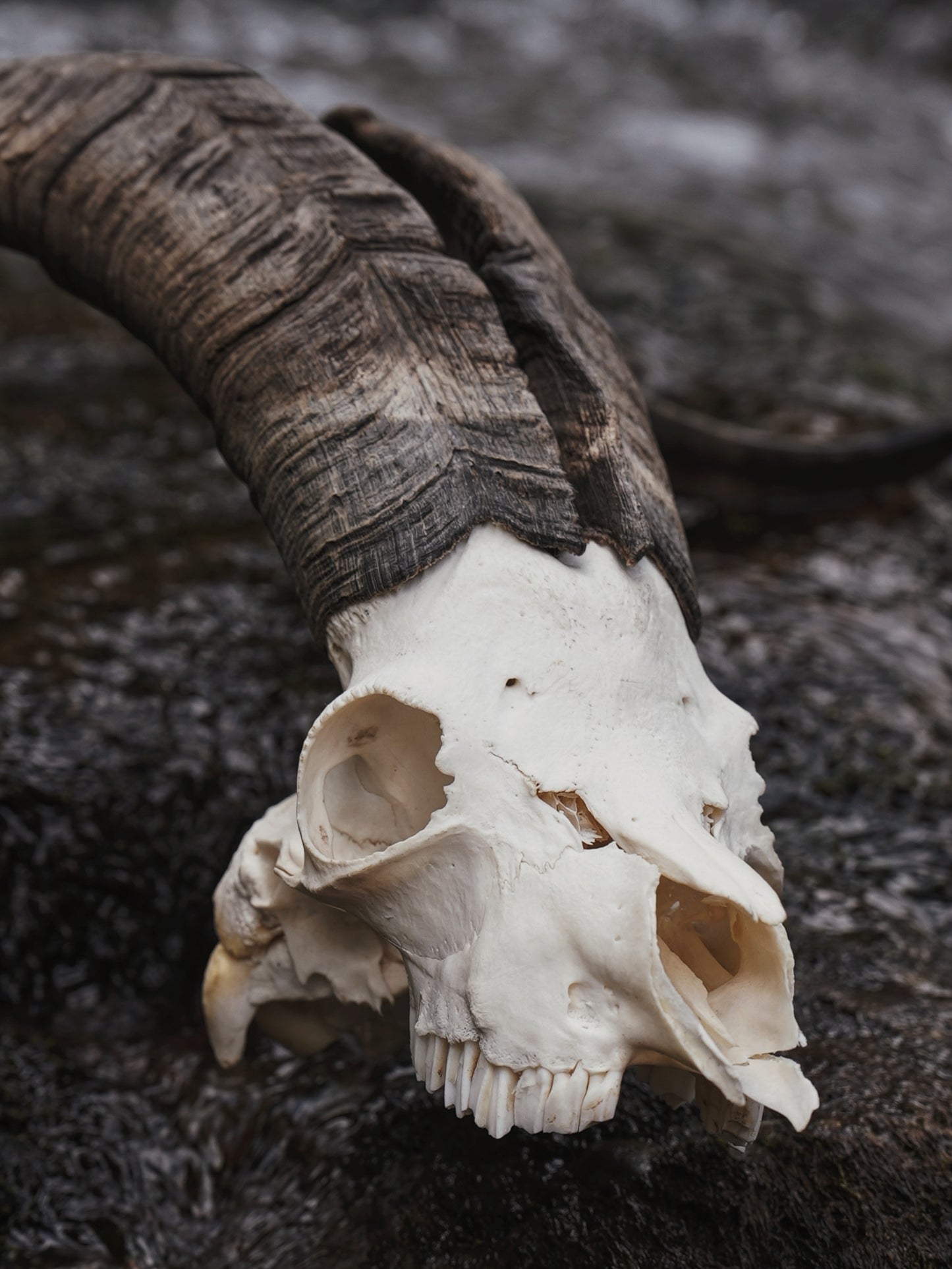 Feral Billy Goat Skull