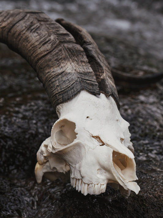 Feral Billy Goat Skull