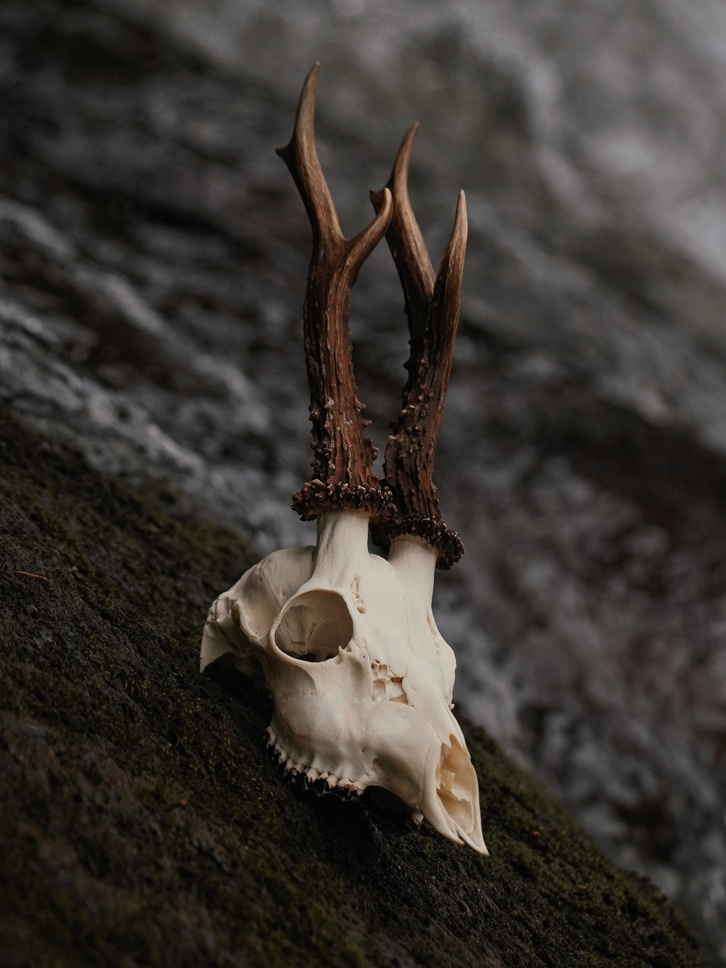 WONKY SIX POINT ROE BUCK
