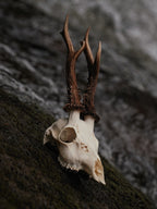 WONKY SIX POINT ROE BUCK