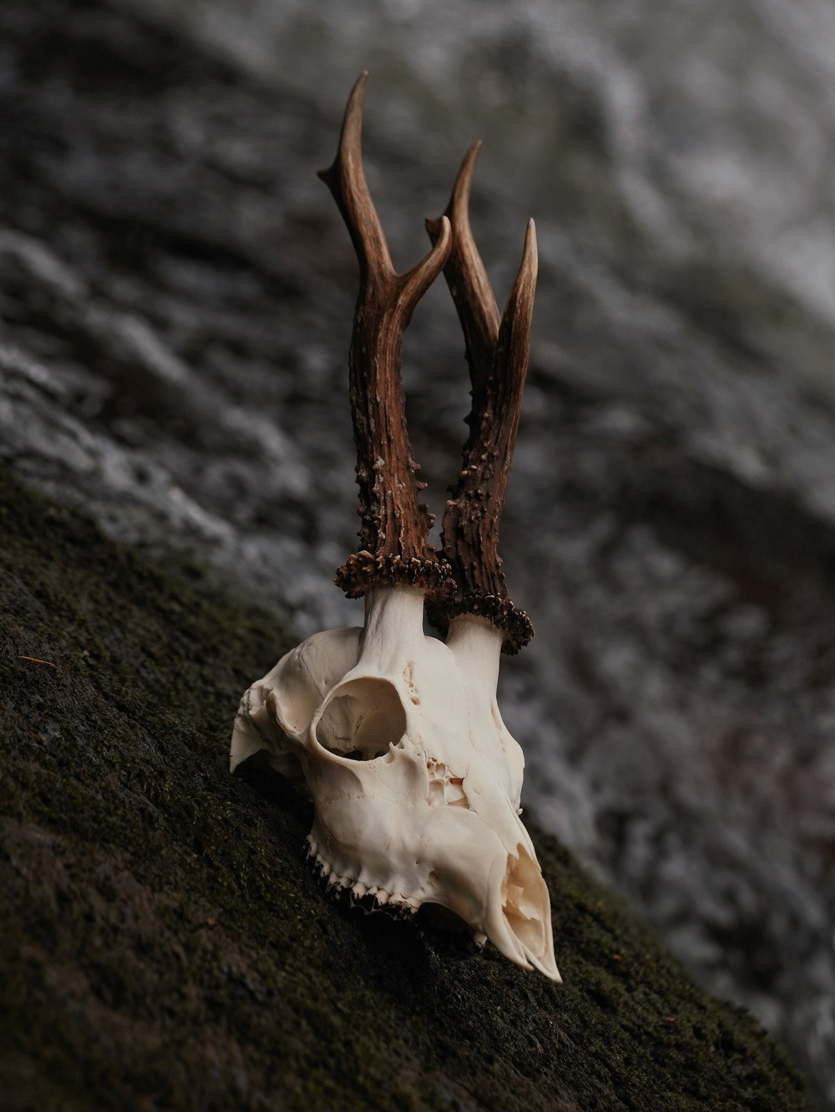 WONKY SIX POINT ROE BUCK