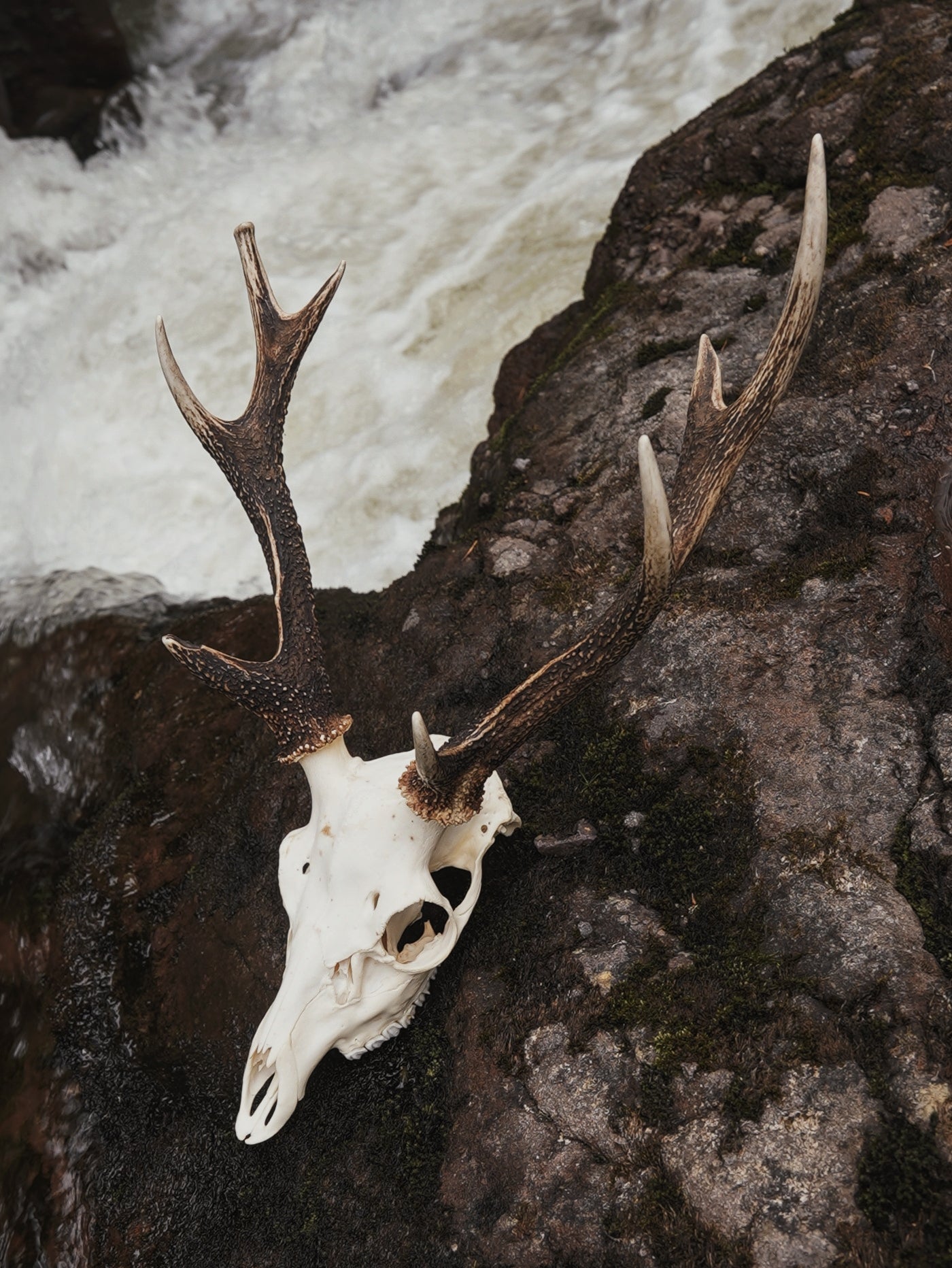 Sika Stag Skull with Abnormal Tine