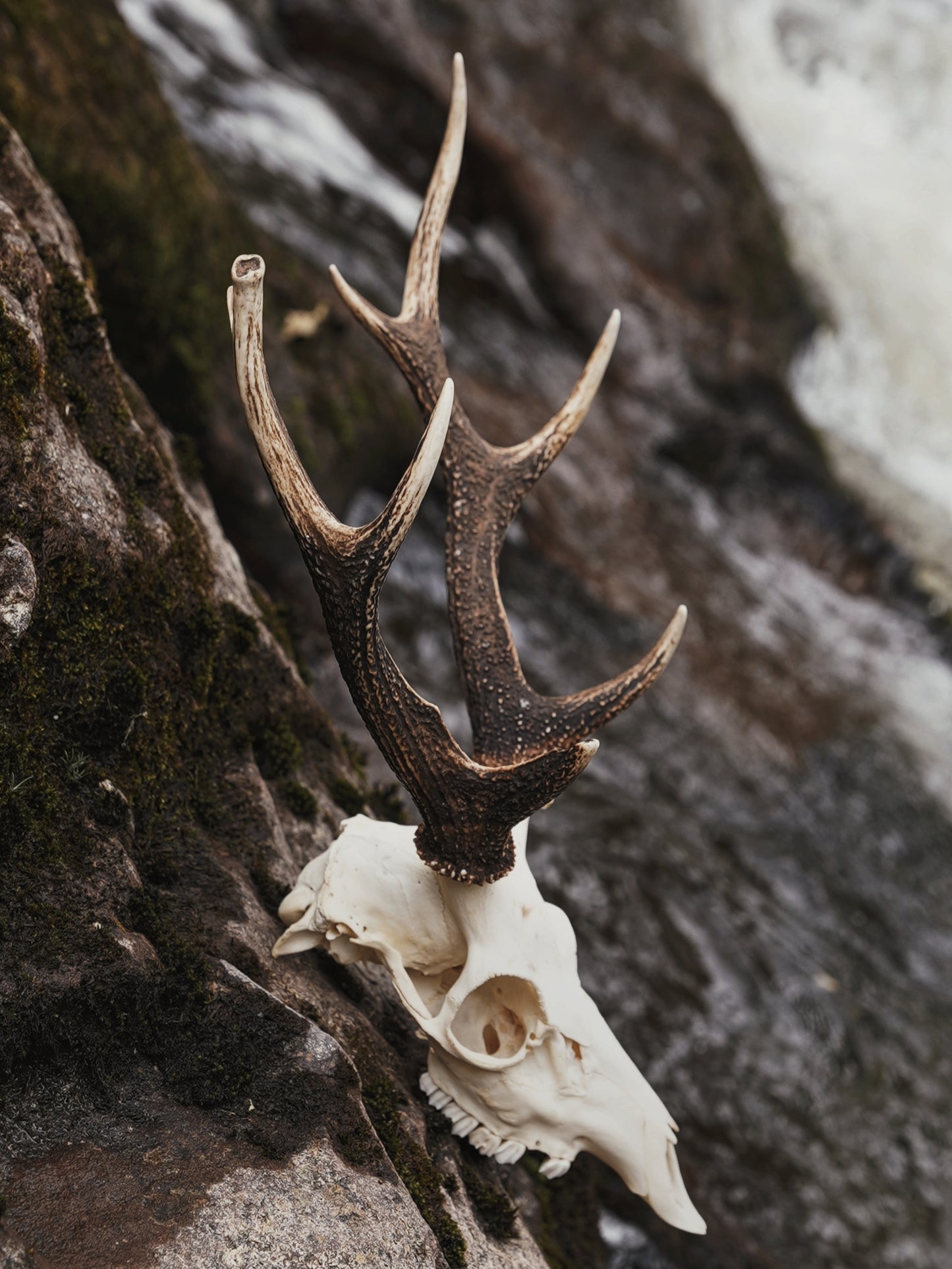 Sika Stag Skull with Abnormal Tine