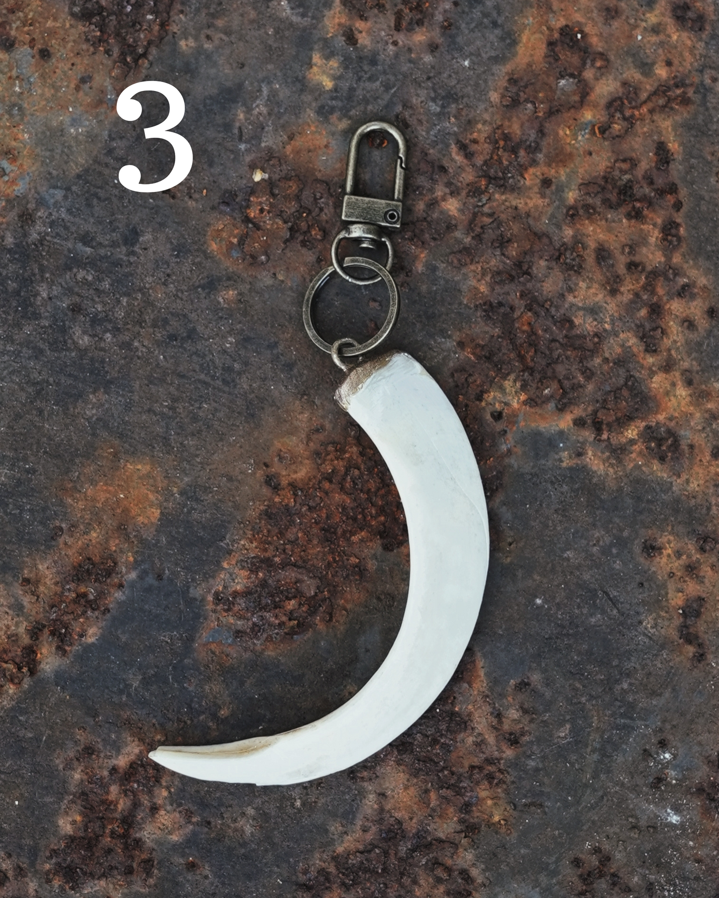 Wild Boar Tusk Keyrings
