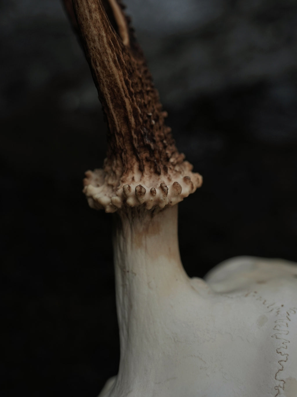 SMALL SIX POINT SIKA SKULL