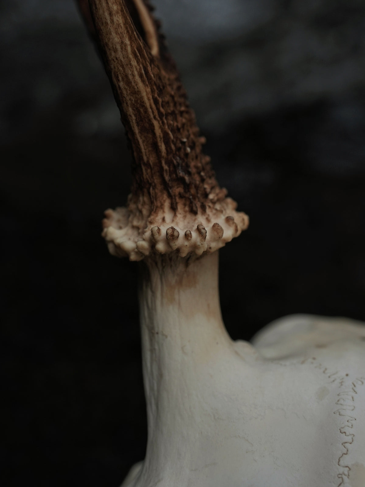 SMALL SIX POINT SIKA SKULL