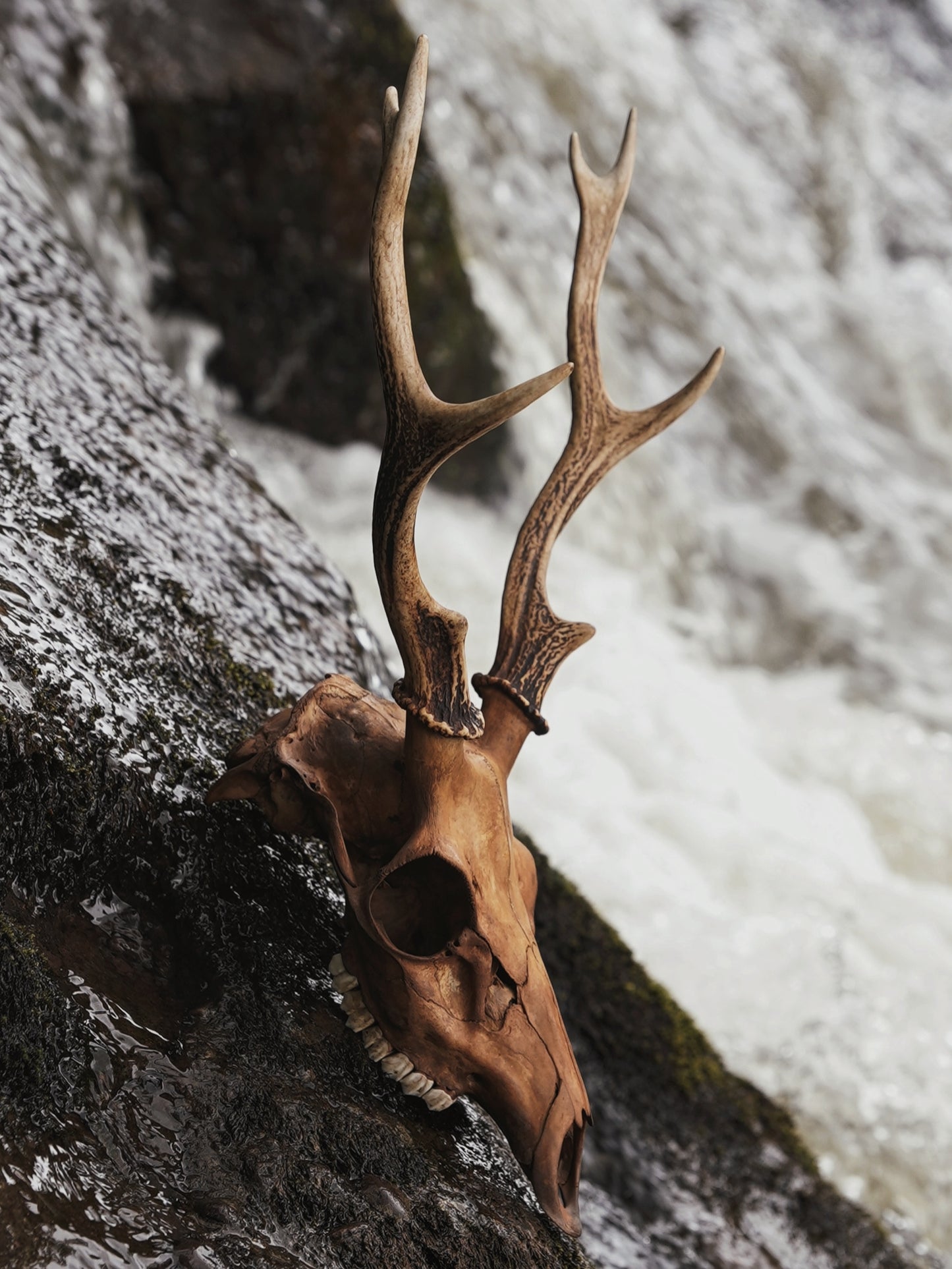 Alder Dyed Sika Stag Skull