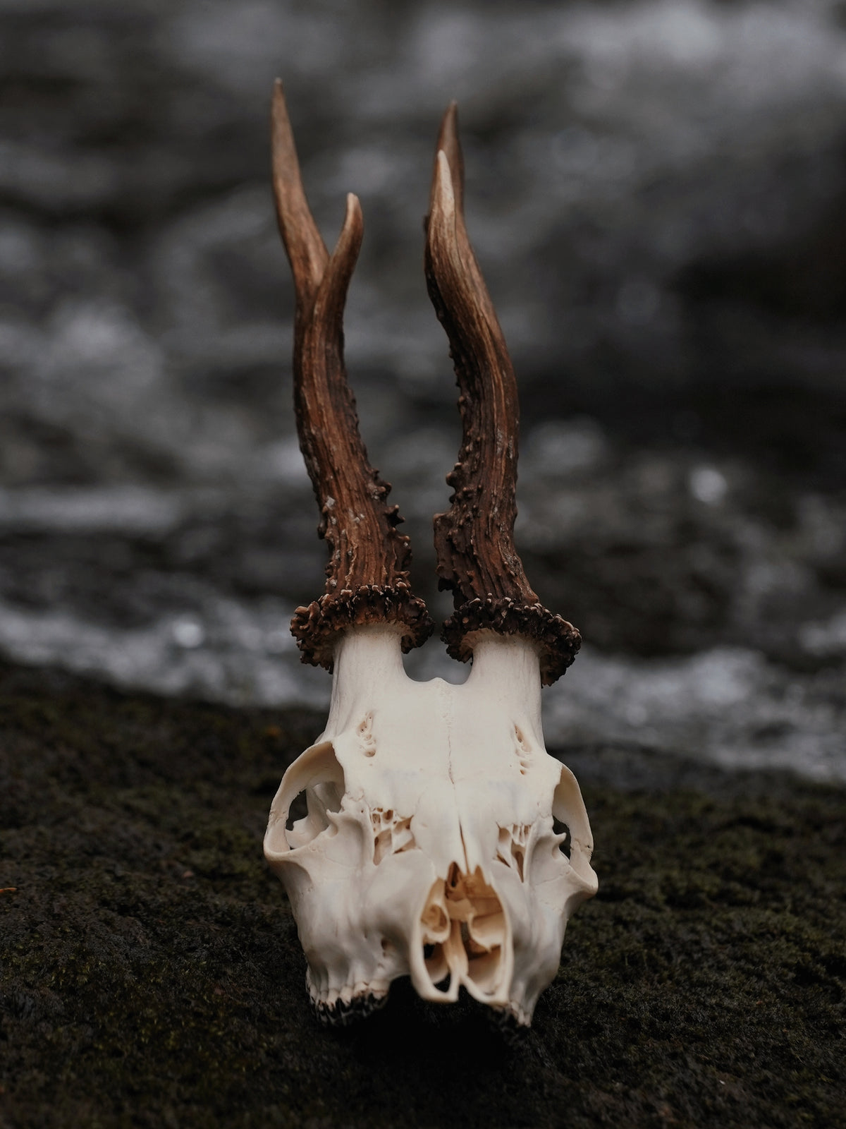 WONKY SIX POINT ROE BUCK