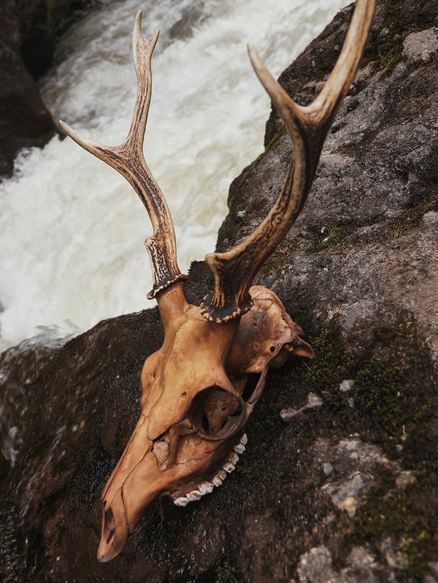 Alder Dyed Sika Stag Skull