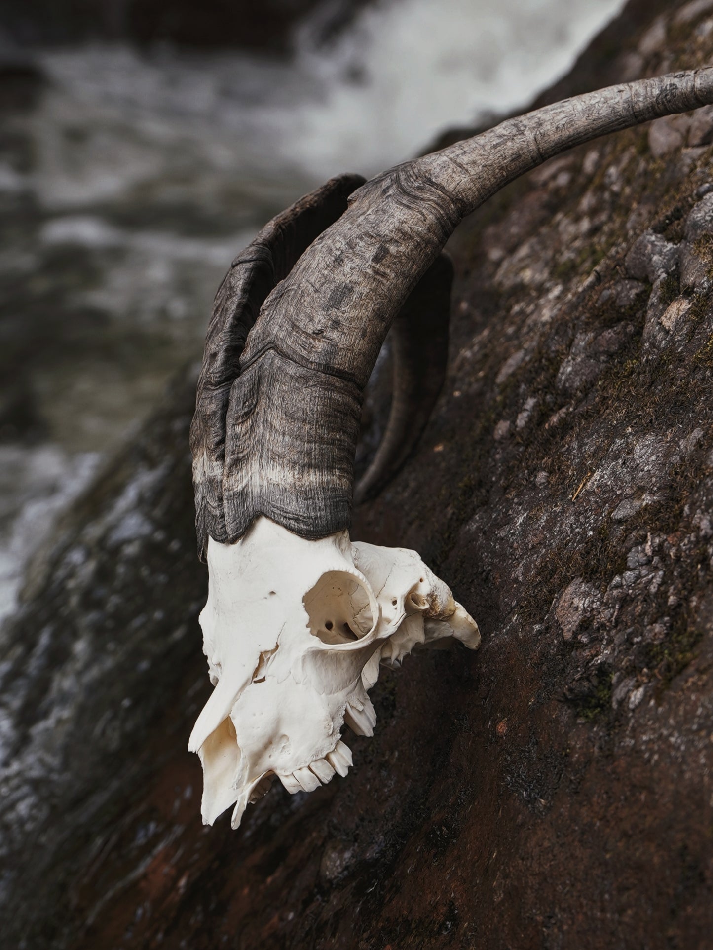 Feral Billy Goat Skull