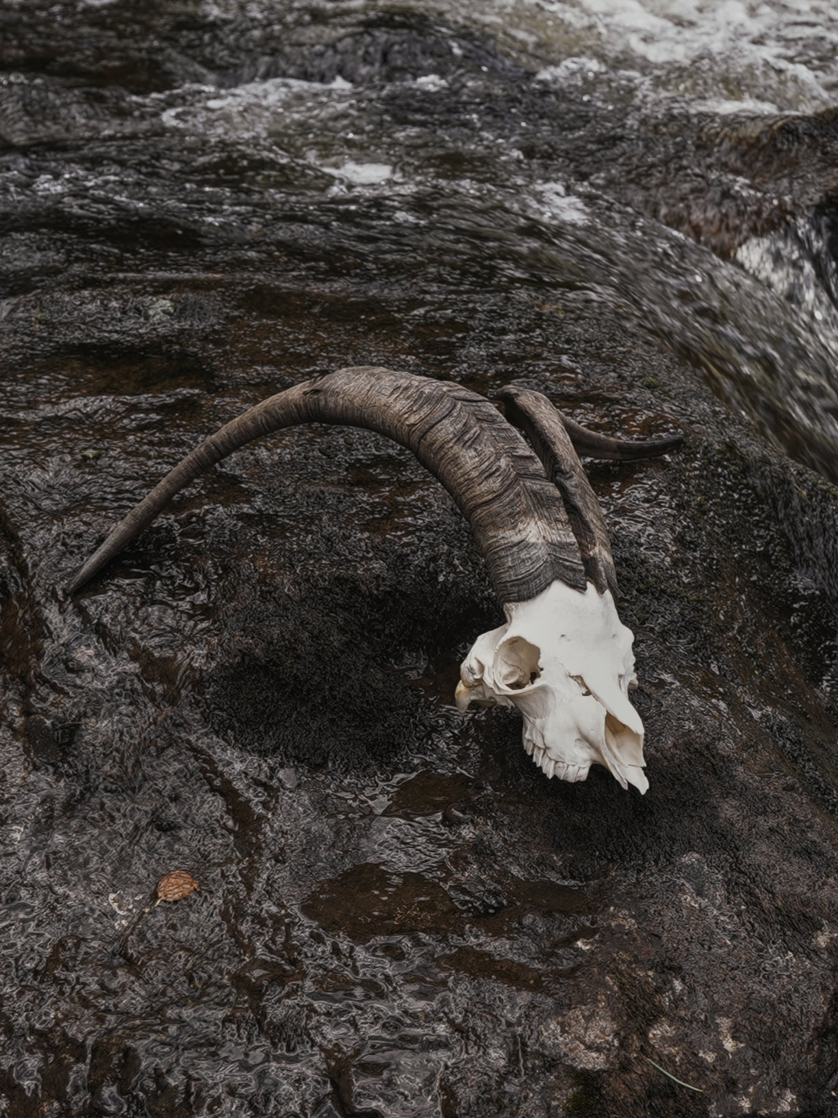 Feral Billy Goat Skull