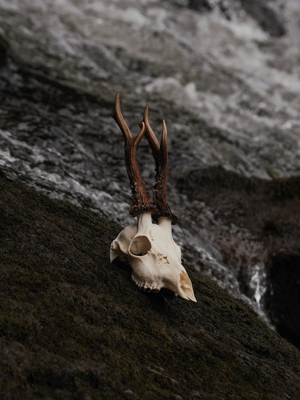 WONKY SIX POINT ROE BUCK