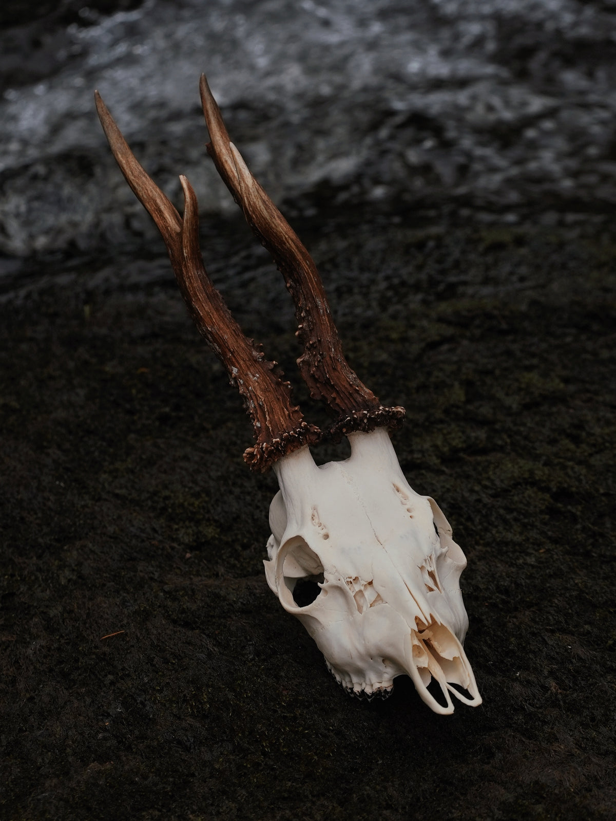 WONKY SIX POINT ROE BUCK