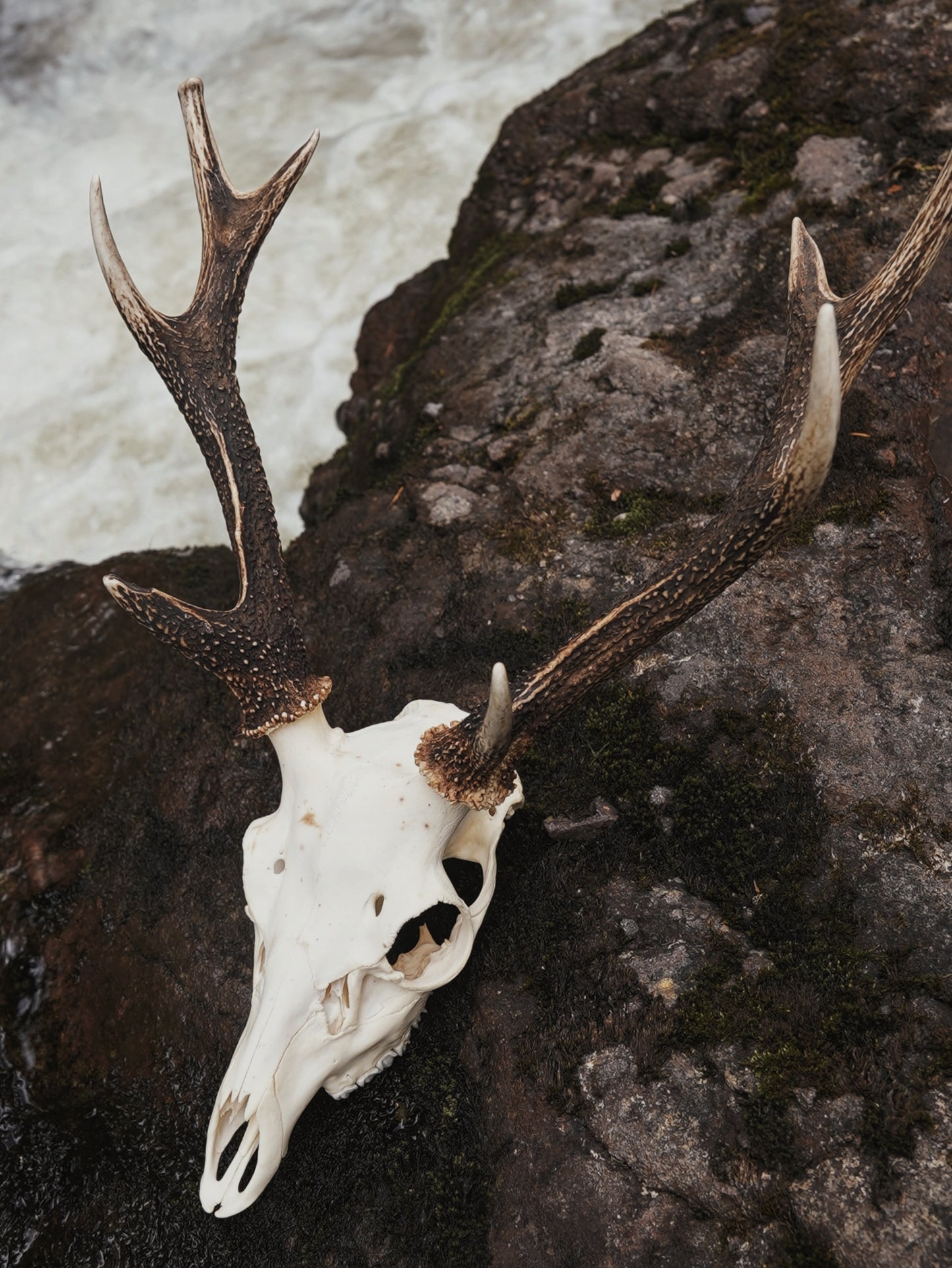 Sika Stag Skull with Abnormal Tine