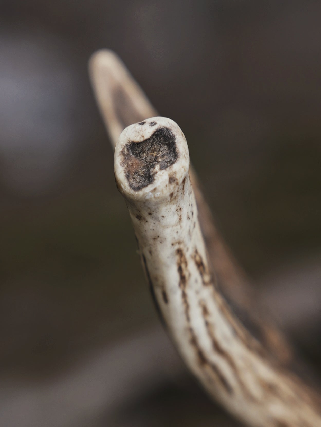 Sika Stag Skull with Abnormal Tine