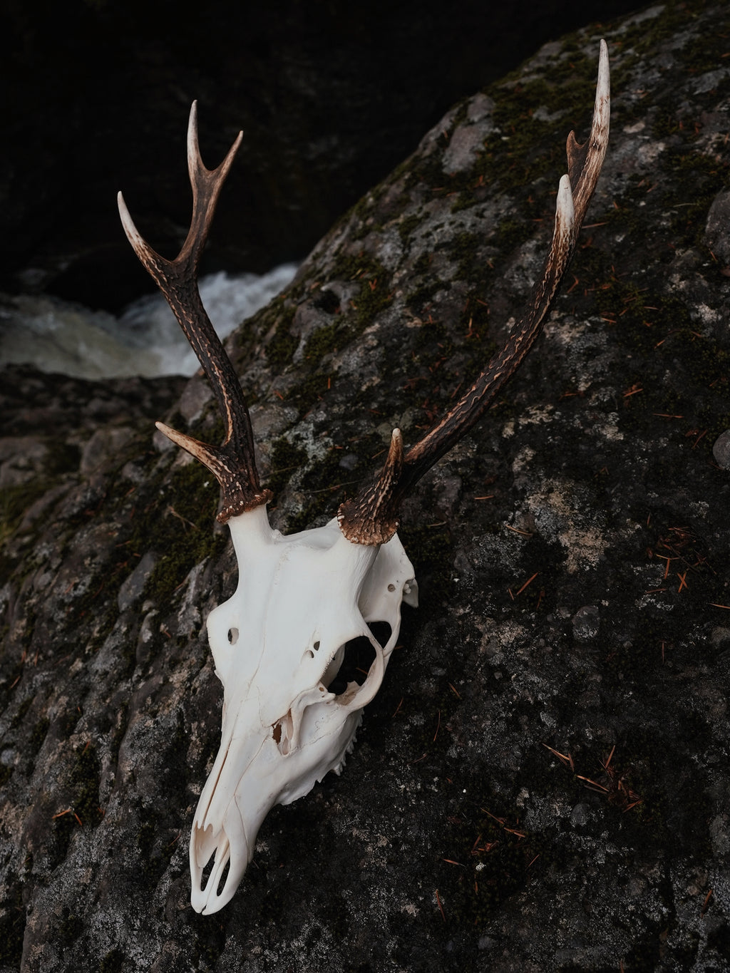 EIGHT POINT SIKA STAG