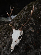 EIGHT POINT SIKA STAG